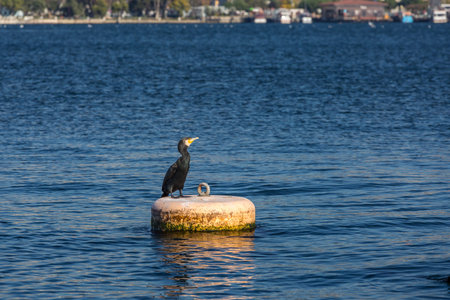Cormorant sitting on buoy on river surface watching the fish ready to huntの写真素材
