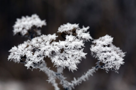 View of frozen Flower in Winter covered by Hoarの写真素材