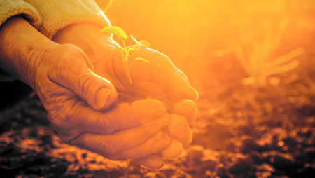 Old Peasant Hands holding green young Plant in Sunlight Raysの写真素材