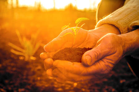 Old Peasant Hands holding green young Plant in Sunlight Raysの写真素材