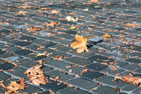 Urban Paved road with grey stones and Autumnal dry Leavesの写真素材