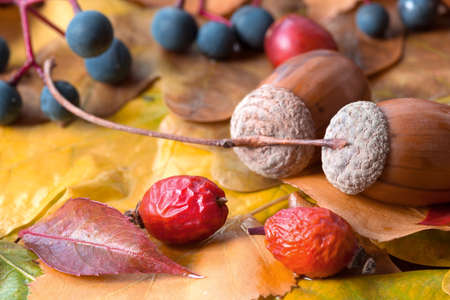 Brown acorn on autumnal leaves close upの写真素材