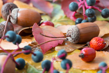 Autumnal Leaves and seasonal Fruits Close upの写真素材