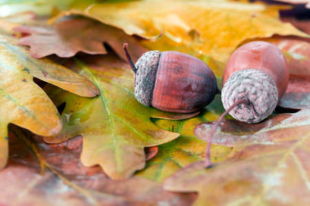 Two Brown acorn on autumnal leaves close upの写真素材