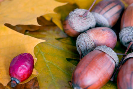 Heap of Brown acorn on autumnal leaves close upの写真素材