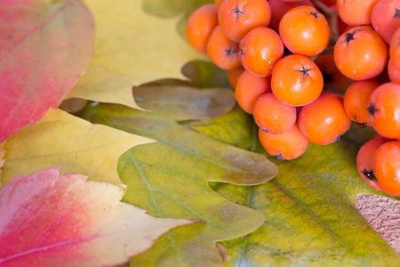 Rowanberry on autumnal leaves close up