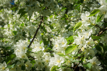 apple flowersの写真素材