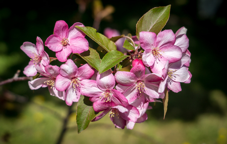 apple flowersの写真素材