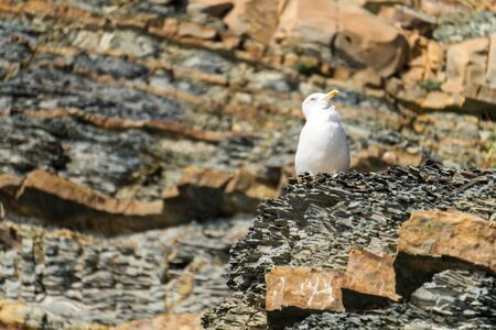 Black sea seagullの写真素材