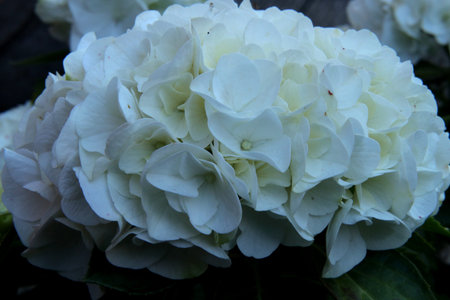 white hydrangea