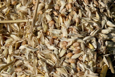 chaff