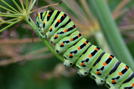 Today a caterpillar, tomorrow a butterflyの写真素材