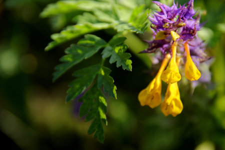 Nice wildflower