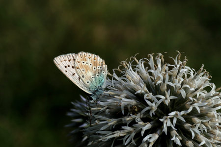 Butterfly and thistle