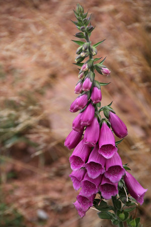 bellflower