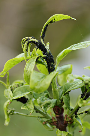 aphid sucking at green bush in springの写真素材