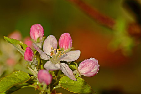 Apple flowers in springの写真素材