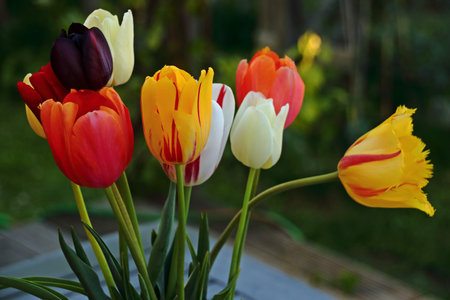 group of colorful tulips