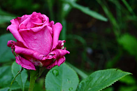 purple wonder rose flowerの写真素材