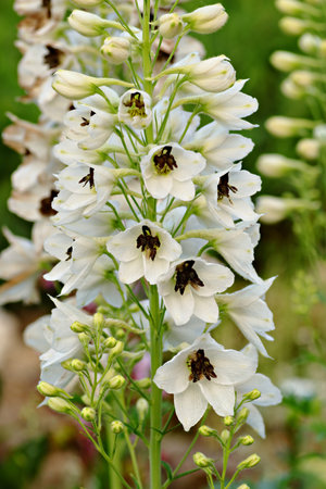 white garden flowerの写真素材