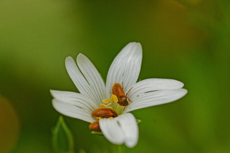 Nice white flower with bugs