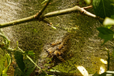 Net with small caterpillars in a forest