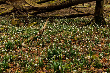 Flowering spring snowflakes in the Hainich National Park