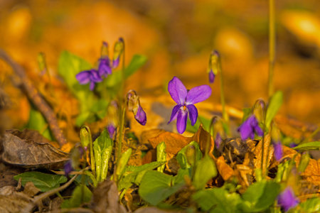 Early wild violets in a forest