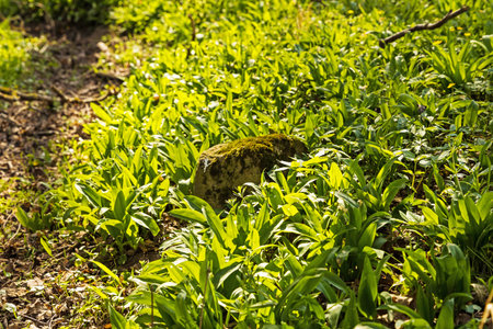 Ramsons in a wood in thuringia in springtime