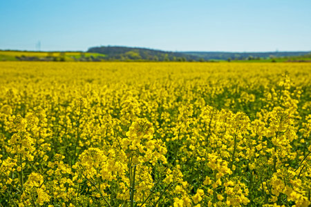 Landscape in thuringia with rape seed fields in springの写真素材