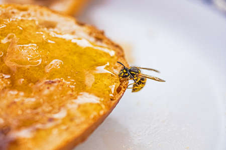 wasp eats a honey breadの写真素材