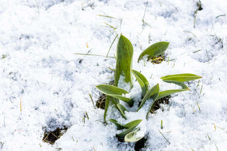 snow covered tulip flowers in a garden in springtimeの写真素材