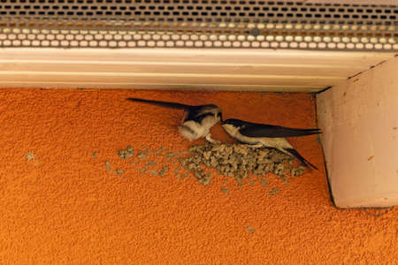 house martins building a nestの写真素材