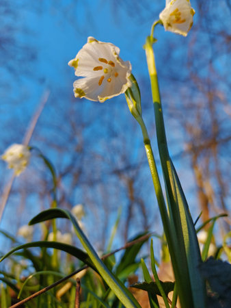 Spring snowflake wildflowers in a forest