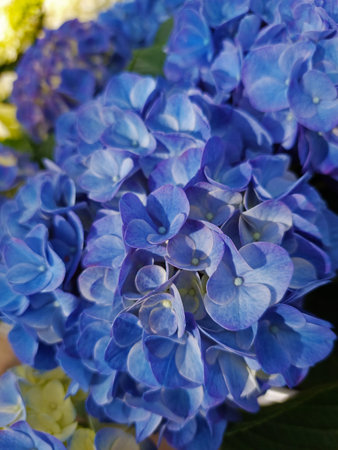 blue hydrangea flowers