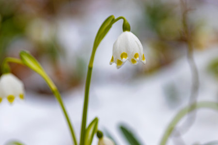 Beautiful snowflake flowers blooming in the forest. First spring flowers.の写真素材
