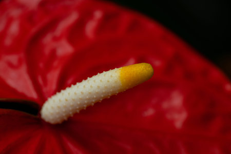 Close up of anthurium flower on black background. Selective focus.