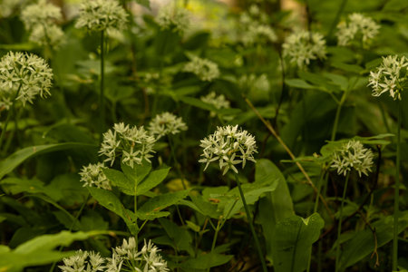 Wild garlic flowers blooming in the forest on a summer day.