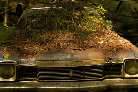 Abandoned old car in the forest, vintage style photo.のeditorial素材