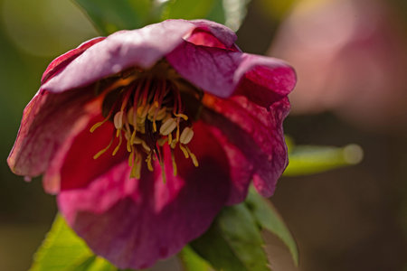 Red hellebore (Helleborus europaeus) in bloomの写真素材
