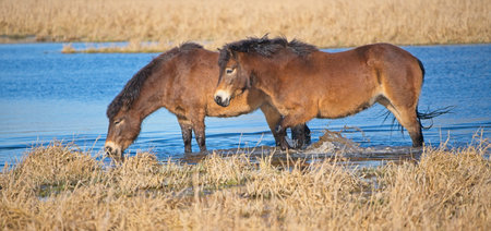 two exmoor ponies wade in a pool