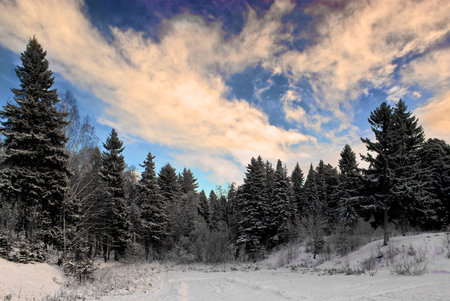 Winter forest