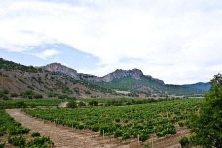 Vineyards in the mountainsの写真素材