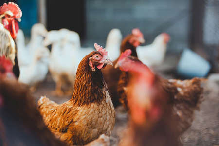 Scared chicken in a hen house on a farm nearby cock and ducksの写真素材