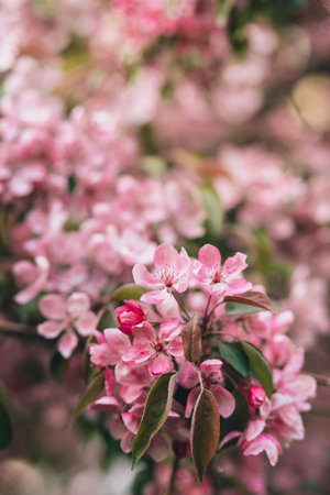 Blossoming branch of pink apple tree or cherry in bloomの写真素材