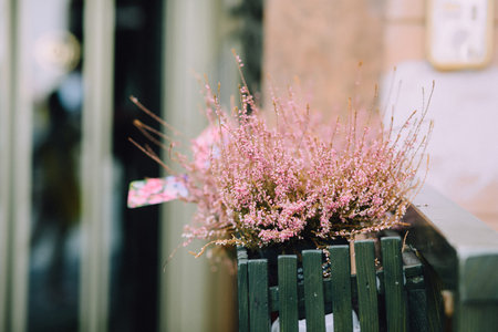 Pink flower in a wooden green pot on the streetの写真素材