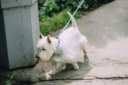 West Highland White Terrier Westie walks through the park on a blue leash next to the ballot boxの写真素材