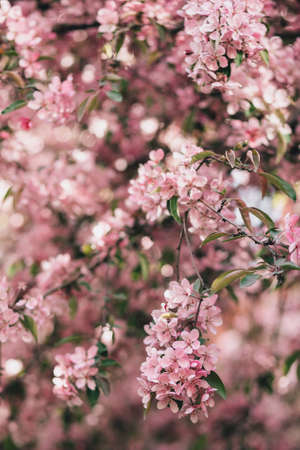 Blossoming branch of pink apple tree or cherry in bloomの写真素材