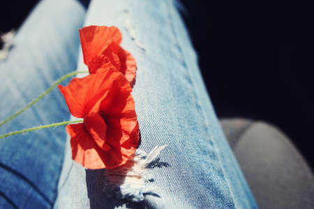 Two red poppy on his knees in jeans close-upの写真素材