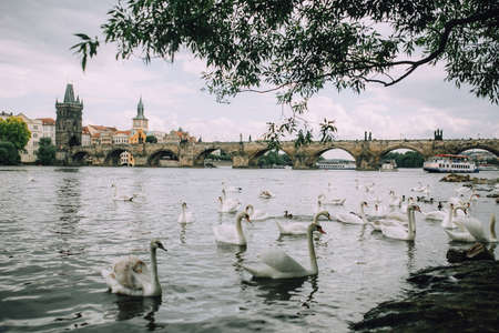 Prague, Czech Republic - May 2014. View of the Vltava, Charles Bridge and a flock of swans, which tourists like to feed.のeditorial素材